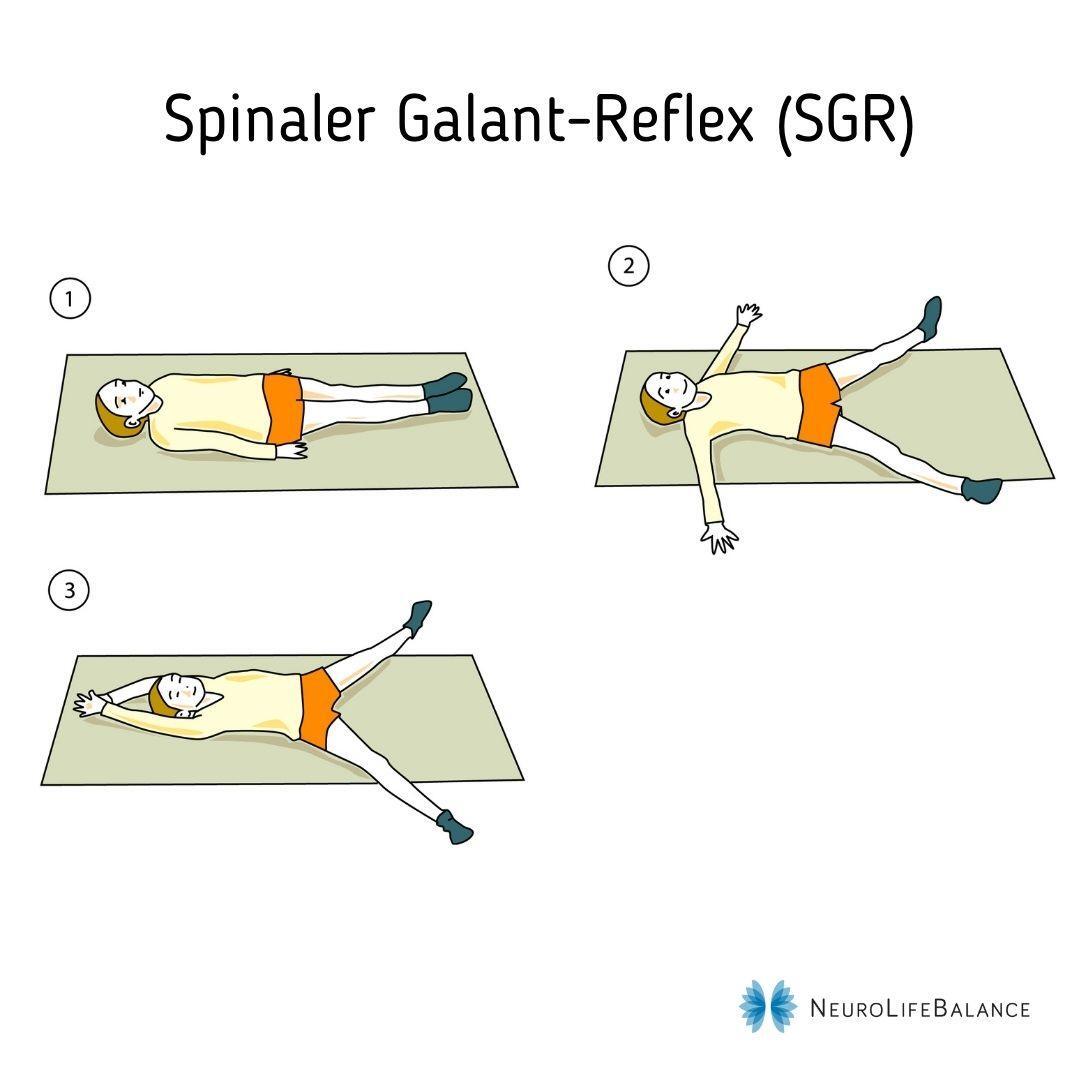 Der Spinale Galant-Reflex